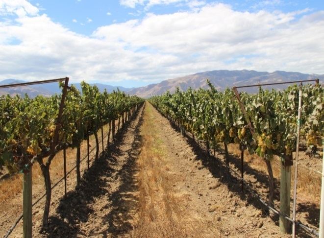 Rows of grapes growing on vines.